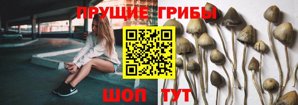 Галлюциногенные грибы Cubensis Вичуга